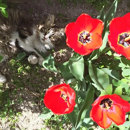 Karadut Cave Otel 3*