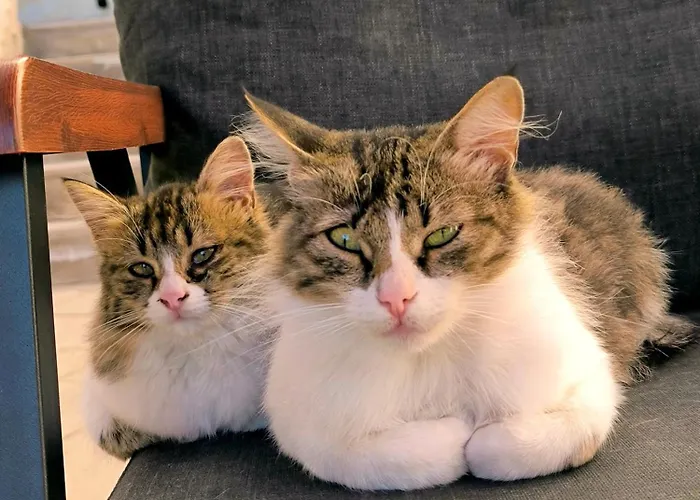 Karadut Cave Otel Göreme