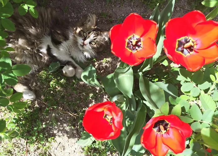 Karadut Cave Otel 3*