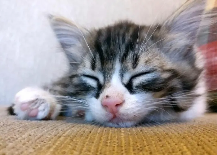 카라둣 케이브 3* 괴레메